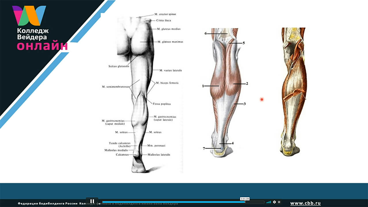 Функциональная анатомия аппарата движения: суставы конечностей. Часть 2. Суставы нижних конечностей 6